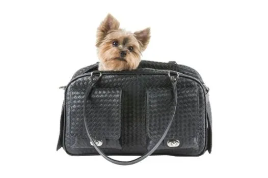 Marlee Dog Carrier (4 Colors)