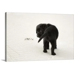 "Black Labrador Puppy on the beach" Canvas Wall Art