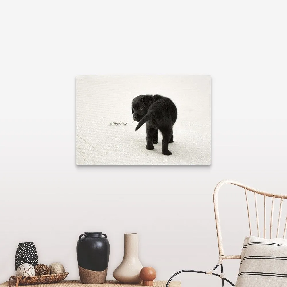 "Black Labrador Puppy on the beach" Canvas Wall Art