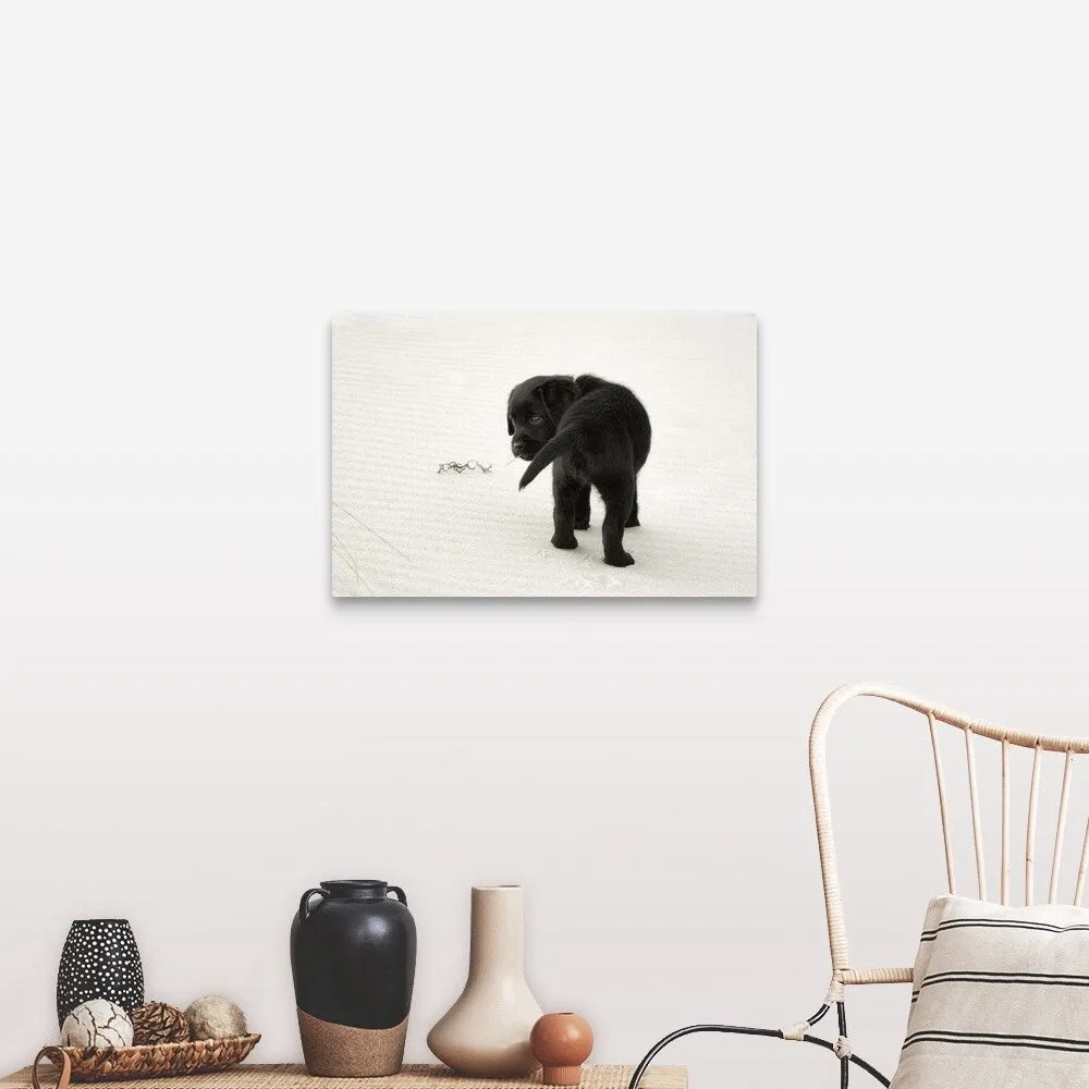 "Black Labrador Puppy on the beach" Canvas Wall Art